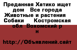 Преданная Хатико ищет дом - Все города Животные и растения » Собаки   . Костромская обл.,Вохомский р-н